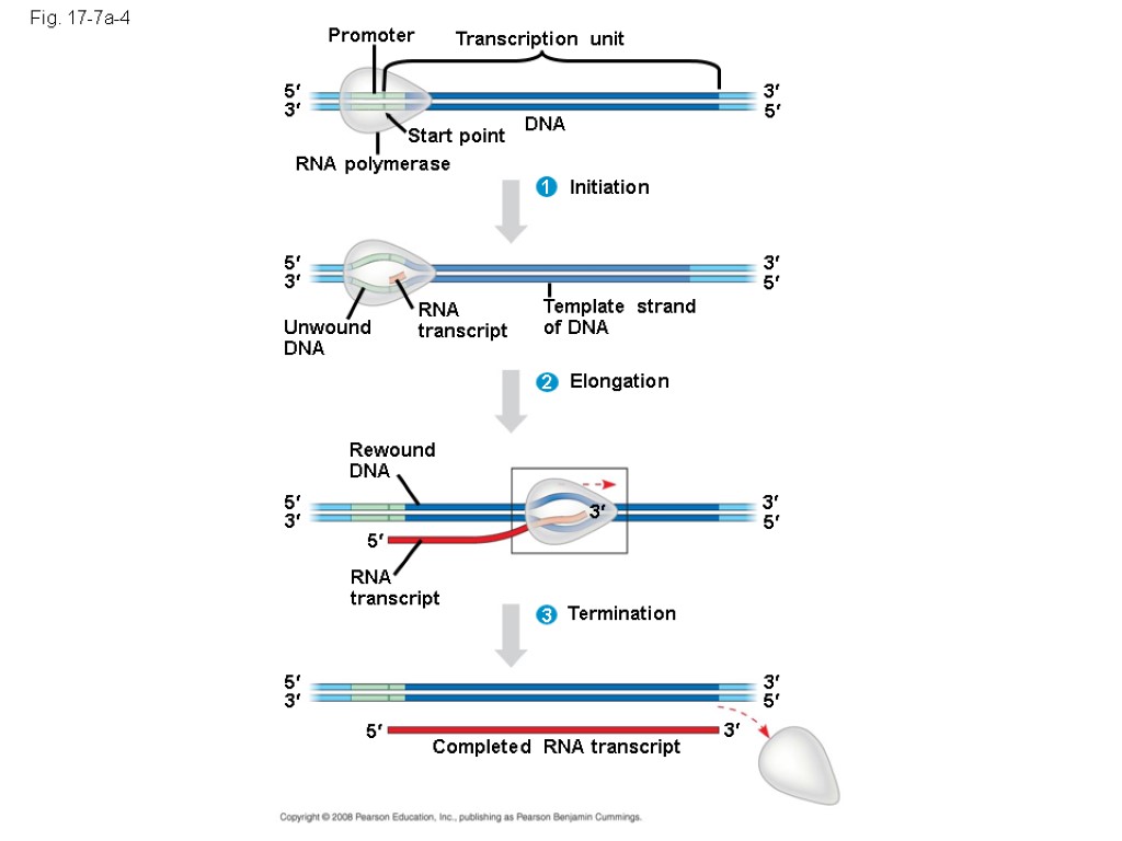 Fig. 17-7a-4 Promoter Transcription unit DNA Start point RNA polymerase 5 5 3 3
